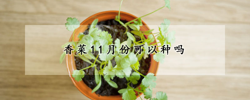 香菜11月份可以种吗