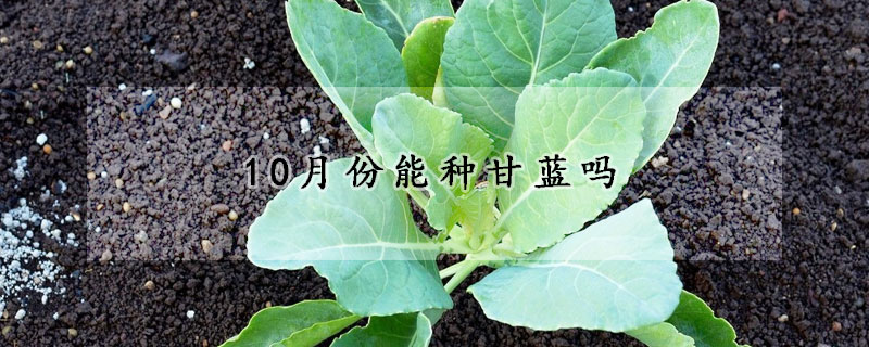 10月份能种甘蓝吗