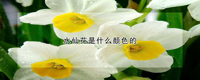 水仙花是什么颜色的