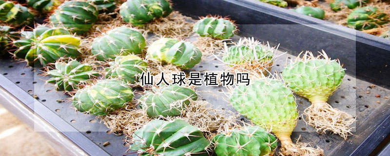 仙人球是植物吗