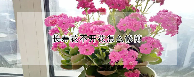 长寿花不开花怎么修剪