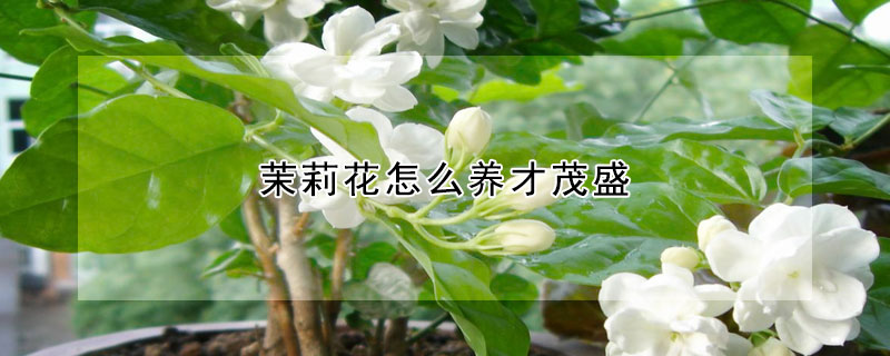 茉莉花怎么养才茂盛