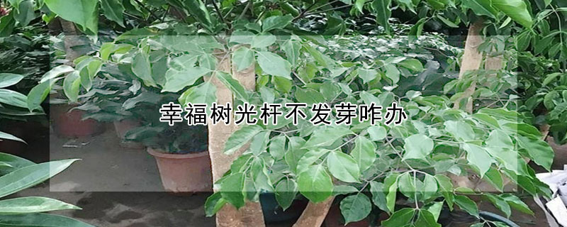 幸福树光杆不发芽咋办