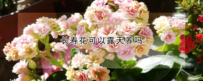 长寿花可以露天养吗