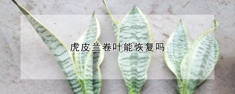 虎皮兰卷叶能恢复吗