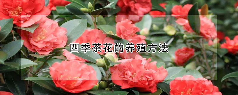 四季茶花的养殖方法