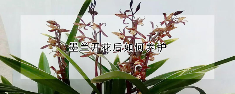 墨兰开花后如何养护