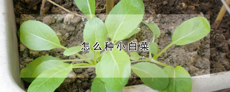 怎么种小白菜