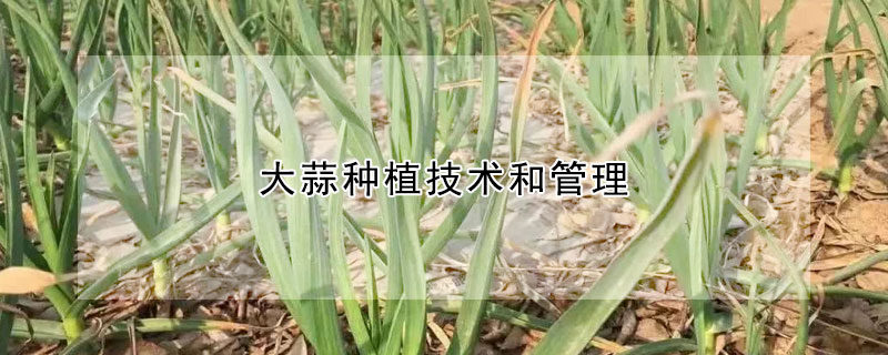 大蒜种植技术和管理