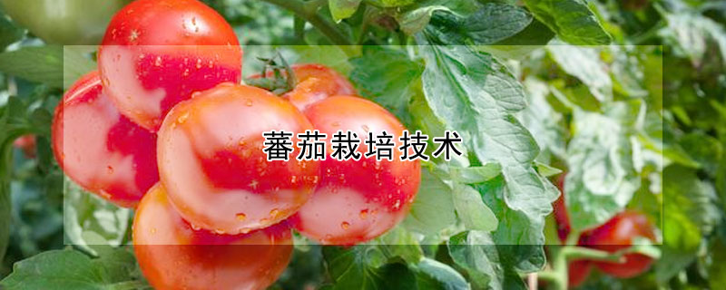蕃茄栽培技术