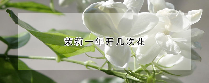 茉莉一年开几次花