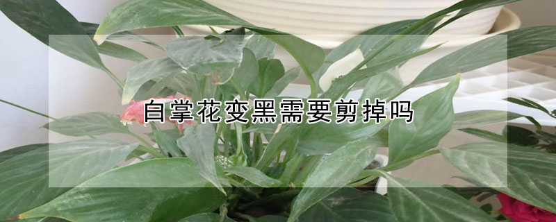 白掌花变黑需要剪掉吗