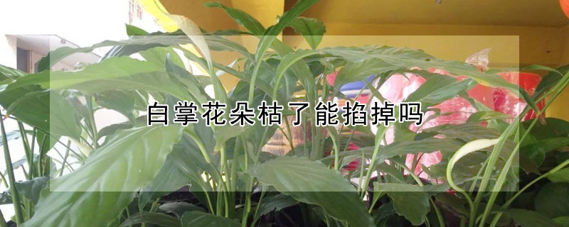 白掌花朵枯了能掐掉吗