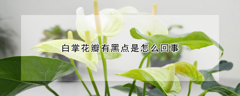 白掌花瓣有黑点是怎么回事