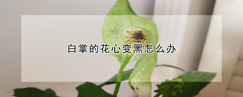 白掌的花心变黑怎么办