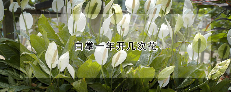 白掌一年开几次花