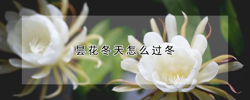 昙花冬天怎么过冬