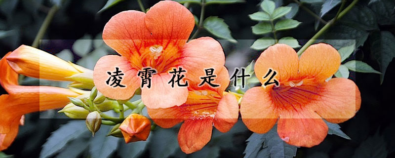 凌霄花是什么