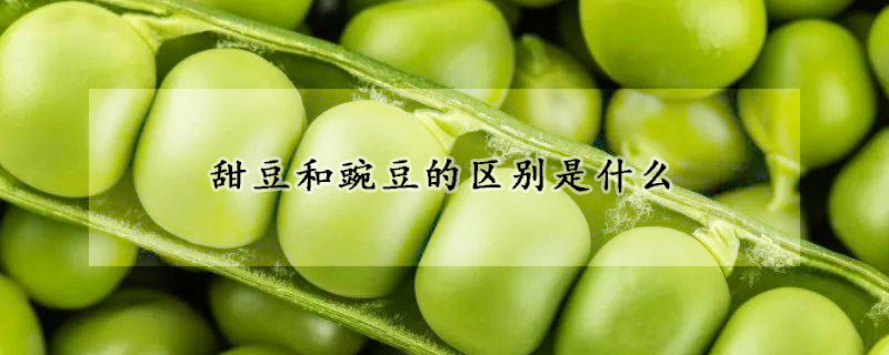 甜豆和豌豆的区别是什么