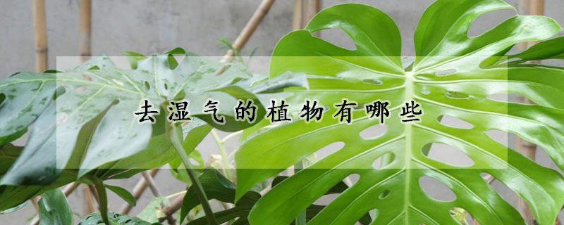 去湿气的植物有哪些