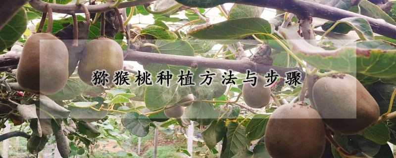 猕猴桃种植方法与步骤