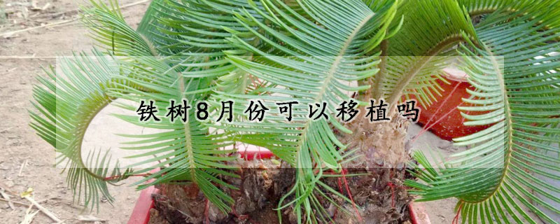 铁树8月份可以移植吗