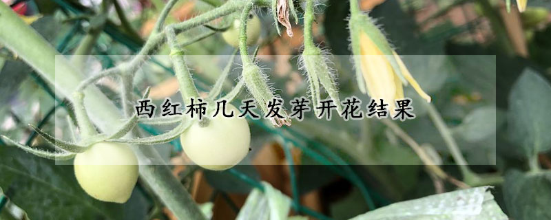 西红柿几天发芽开花结果