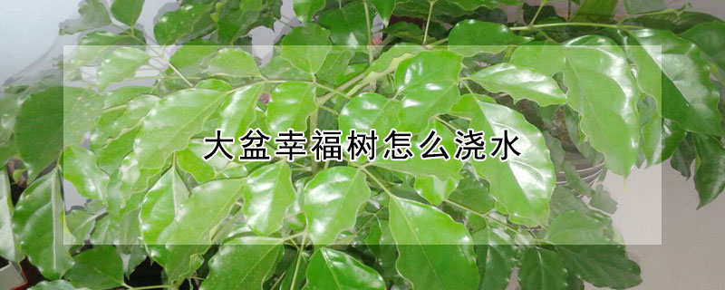 大盆幸福树怎么浇水