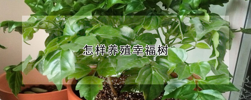 怎样养殖幸福树