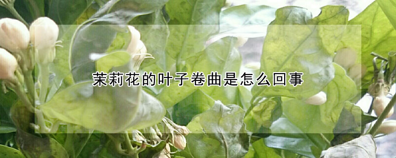 茉莉花的叶子卷曲是怎么回事