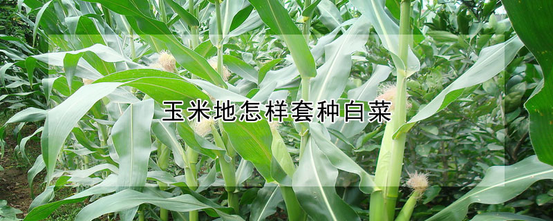 玉米地怎样套种白菜