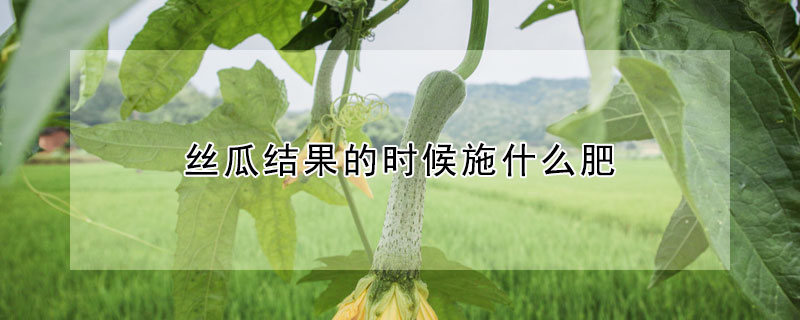 丝瓜结果的时候施什么肥