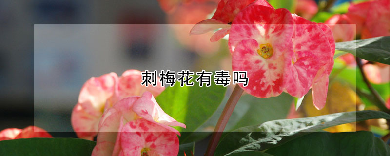 刺梅花有毒吗