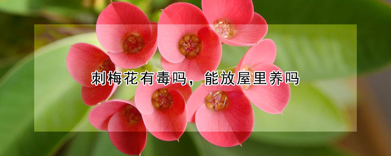 刺梅花有毒吗，能放屋里养吗