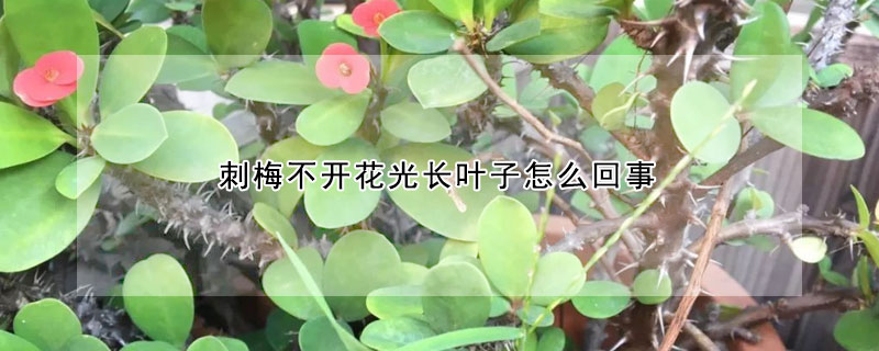 刺梅不开花光长叶子怎么回事