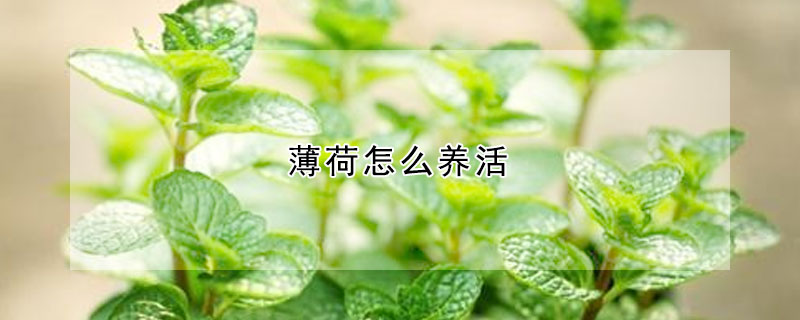 薄荷怎么养活