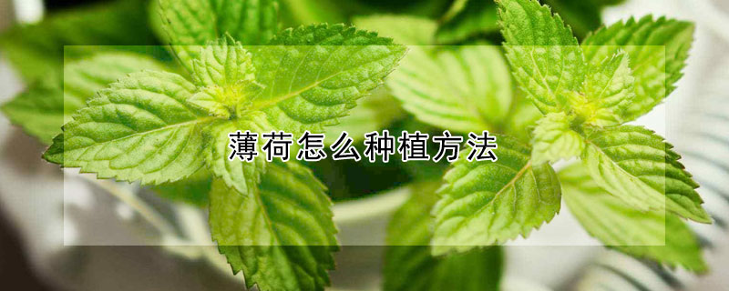 薄荷怎么种植方法