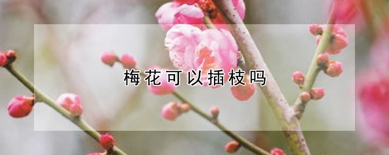 梅花可以插枝吗