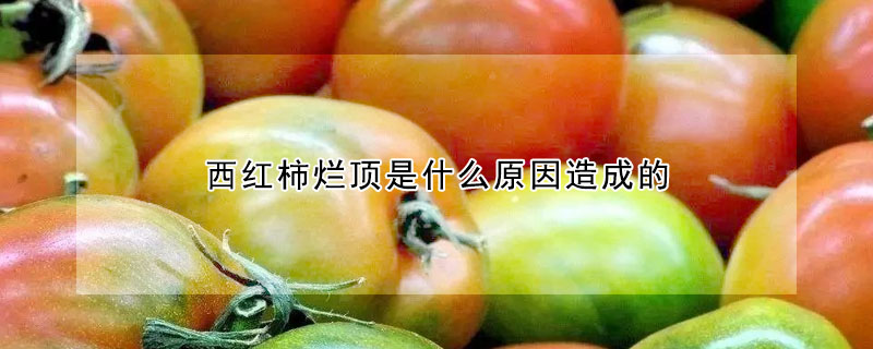 西红柿烂顶是什么原因造成的
