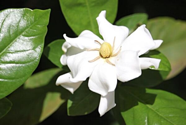 栀子花怎么养，栀子花的养殖方法和注意事项