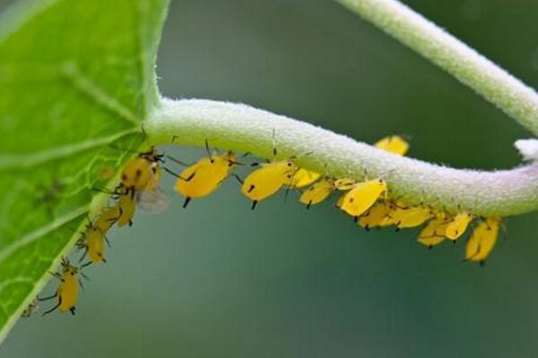 盆栽绿萝病虫害的防治，5种常见病害及解决方法让你告别病虫害