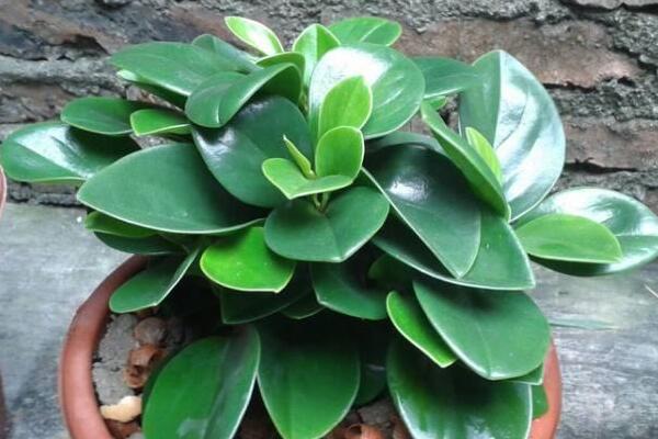 绿植红碧玉怎么养,碧玉绿植适合室内养吗