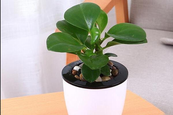 绿植红碧玉怎么养,碧玉绿植适合室内养吗