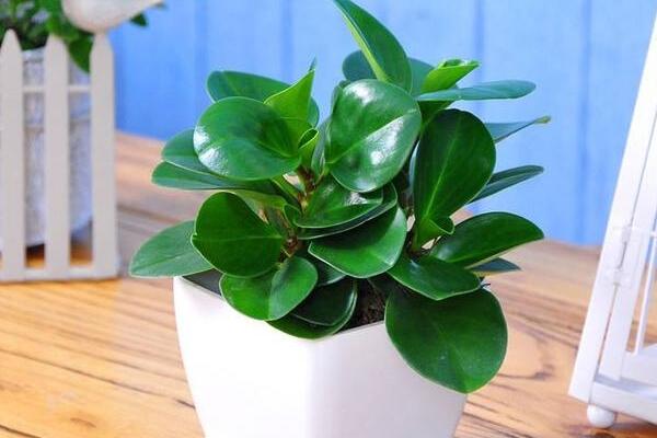 绿植红碧玉怎么养,碧玉绿植适合室内养吗