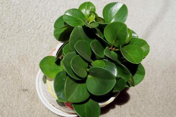 绿植红碧玉怎么养,碧玉绿植适合室内养吗