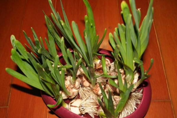 水仙花的虫害防治方法,预防病害一定要对症下药
