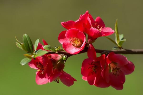 海棠花怎么养家庭养法，光照以及通风非常关键