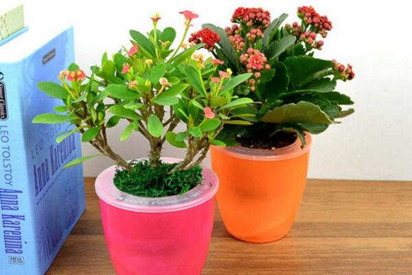 虎刺梅一年开几次花，只要养护得当虎刺梅可以四季开花