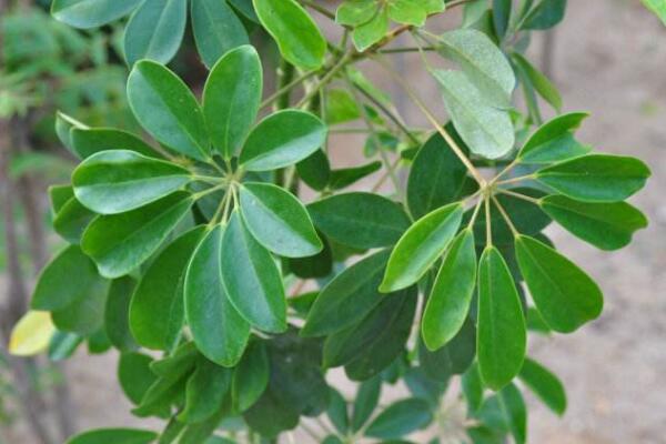 鹅掌藤会开花吗，花期在每年的7月份