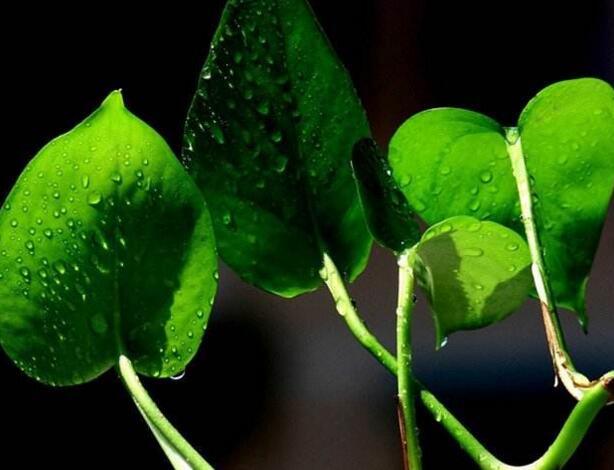 绿萝如何施肥，最好施加这4种有利于成长的肥料